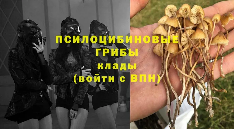 Галлюциногенные грибы MAGIC MUSHROOMS  Кодинск 